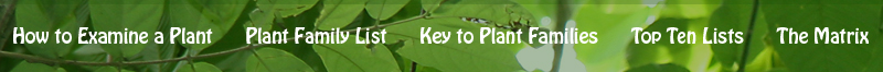 Navigation Bar.jpg