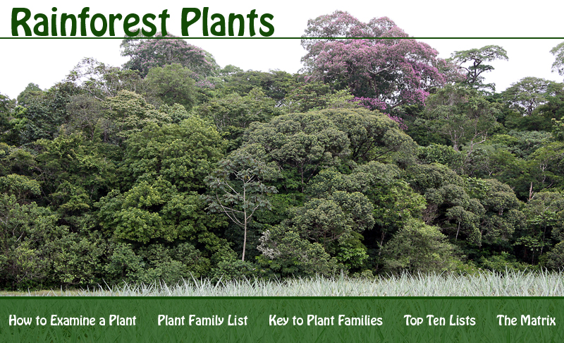 Rainforest Plants Banner.jpg