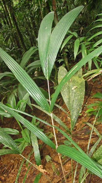 File:Astrocaryum confertum 32 2011.jpg