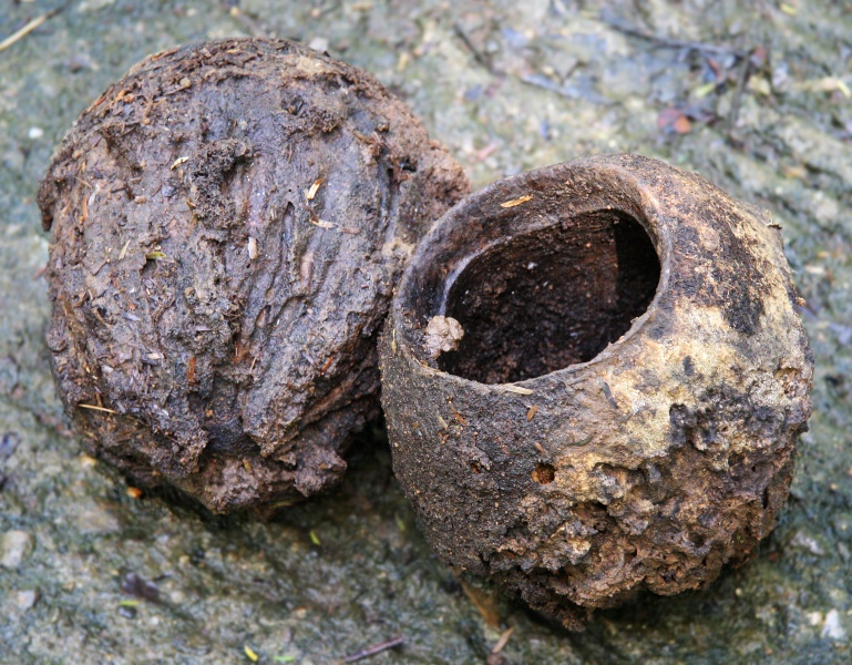 File:Lecythis ampla monkeypot 2.jpg