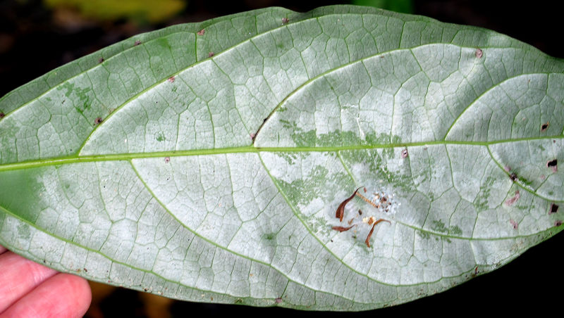 File:Nectandra 2013 05.jpg