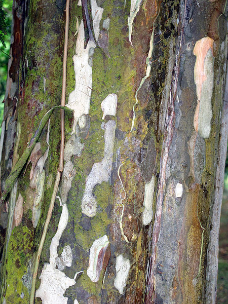 File:Psidium friedrichsthalianum 2.jpg