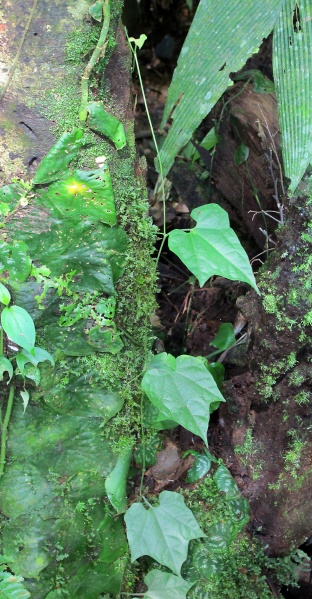 File:Cucurbitaceae 2010 1.jpg