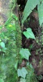 Thumbnail for version as of 18:59, 10 December 2010
