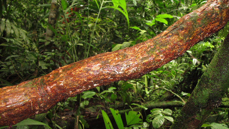File:Dilleniaceae liana 1 2011.jpg