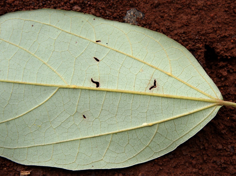 File:IMG 0853b.jpg