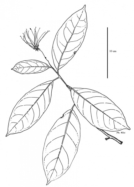 File:Capparidaceae.jpg
