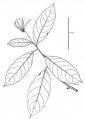 Thumbnail for version as of 15:57, 9 June 2008