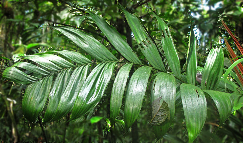 File:Chamaerdorea lucidifrons 12 2011.jpg