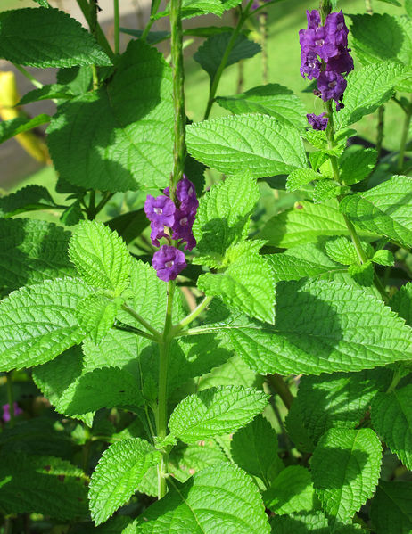 File:Stachytarpheta 2013 2.jpg