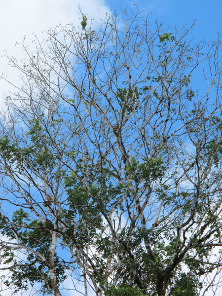 File:Cedrela 2 2011.jpg
