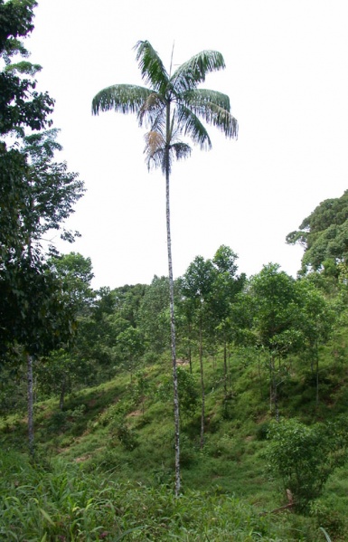File:Euterpe precatoria Vargas 1.jpg