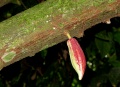 Thumbnail for version as of 20:06, 4 February 2011