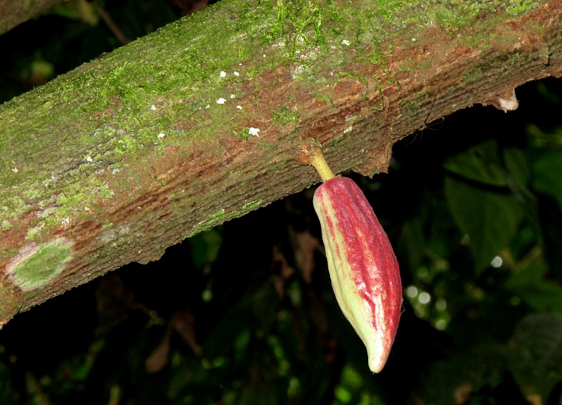 File:Theobroma cacao 2010 1.jpg