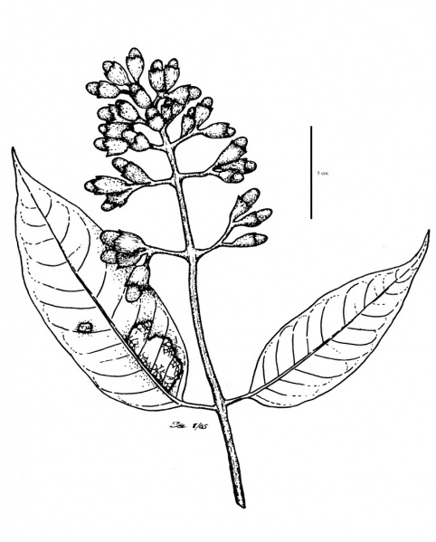 File:Verbenaceae.jpg
