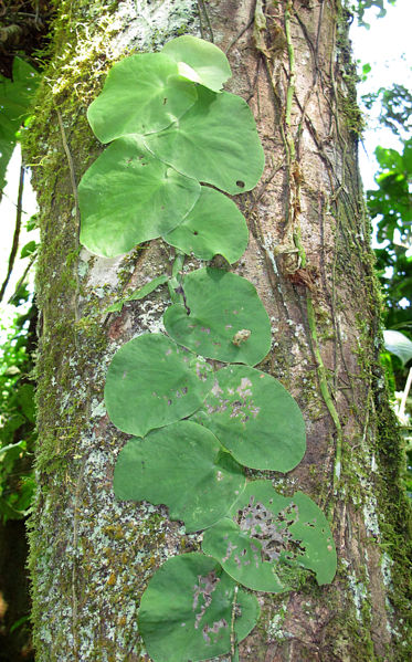 File:Monstera tenuis 2013 1.jpg