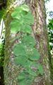 Thumbnail for version as of 13:32, 9 April 2013