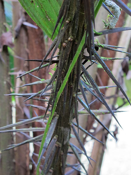 File:Astrocaryum alatum 2013 18.jpg