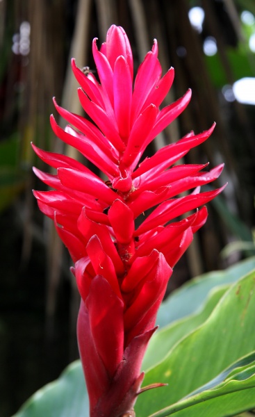 File:IMG 0239b.jpg