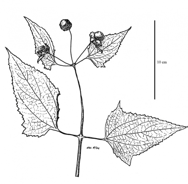 File:Asteraceae.jpg