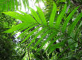 Thumbnail for version as of 19:24, 26 March 2012