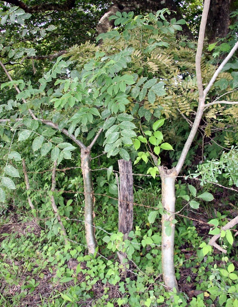 File:IMG 0617b.jpg