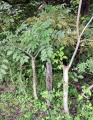 Thumbnail for version as of 19:11, 22 September 2008