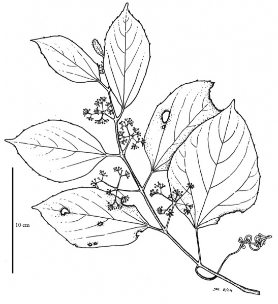 File:Vitaceae.jpg