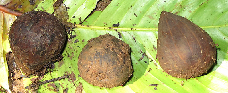 File:Astrocaryum alatum fr 2010 1.jpg