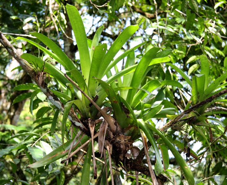 File:Bromeliaceae 3.jpg