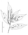 Thumbnail for version as of 16:07, 9 June 2008