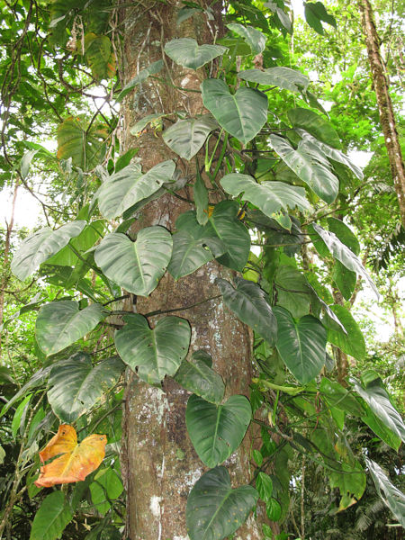 File:Araceae 2013 1.jpg