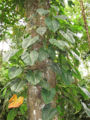 Thumbnail for version as of 13:36, 9 April 2013