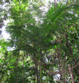 Thumbnail for version as of 14:05, 11 April 2013