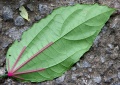 Thumbnail for version as of 18:58, 22 September 2008