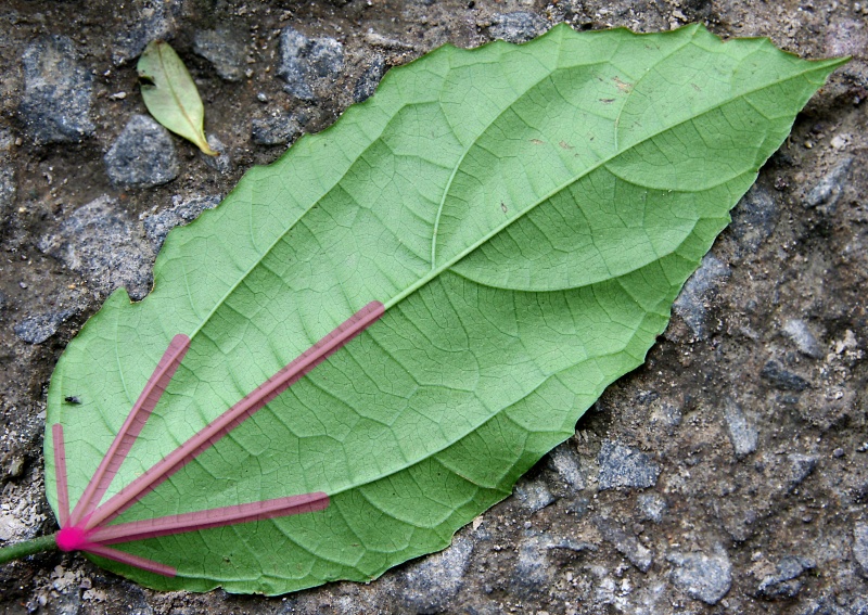 File:IMG 0368bb.jpg