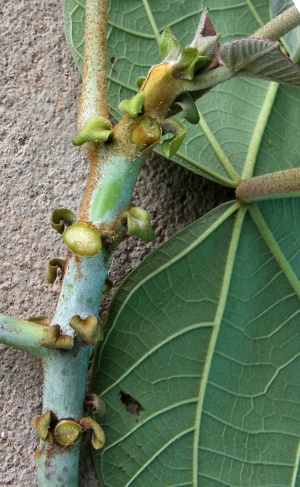 IMG 0429b.jpg