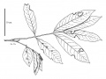 Thumbnail for version as of 16:01, 9 June 2008