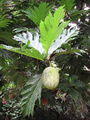 Thumbnail for version as of 22:11, 11 October 2014