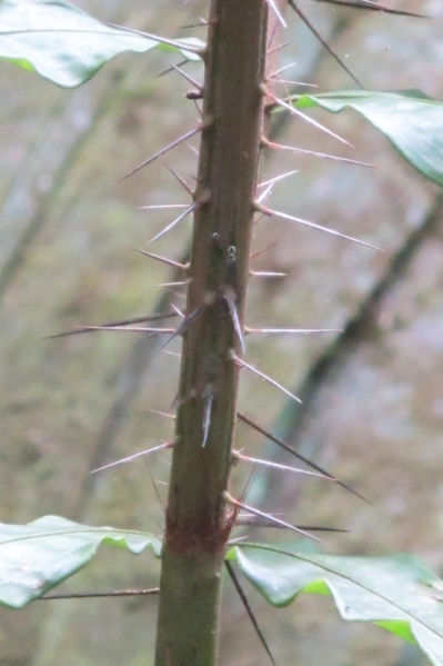 File:Desmoncus 2010 6.jpg