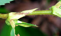 Thumbnail for version as of 03:56, 28 October 2014