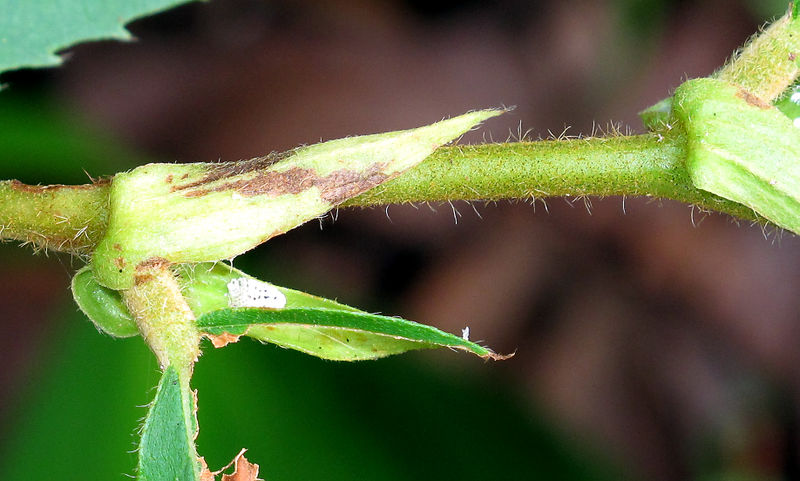 File:Luehea seemannii 2013 06b.jpg