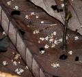 Thumbnail for version as of 20:07, 30 July 2009