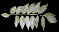 Thumbnail for version as of 15:54, 3 August 2009