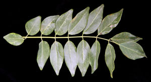 IMG 0250b.jpg