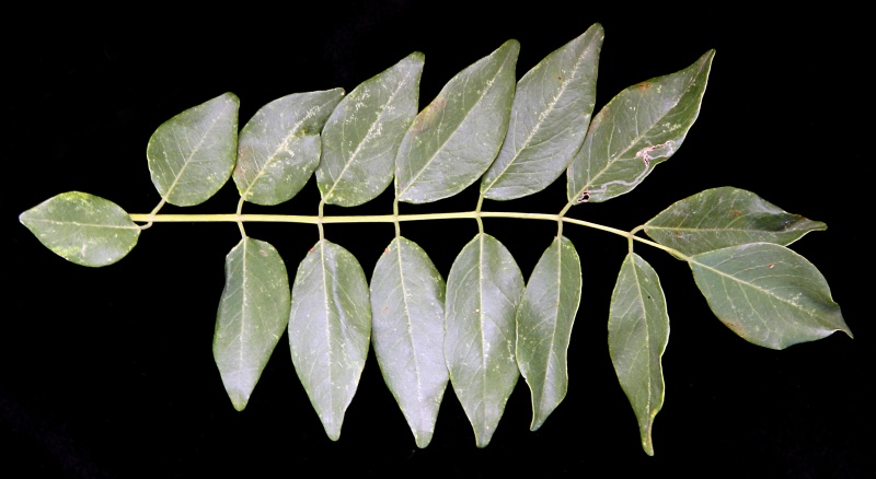 File:IMG 0250b.jpg