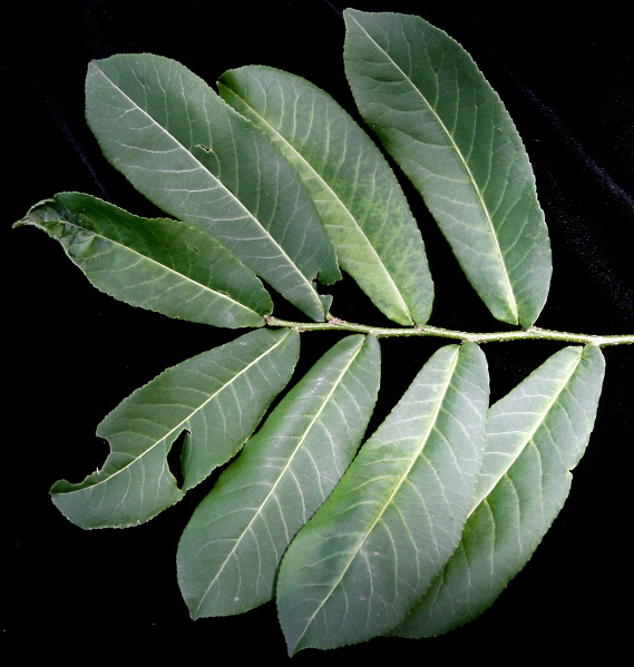 File:IMG 0458b.jpg