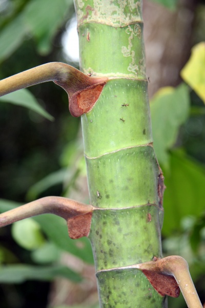 File:IMG 0865b.jpg
