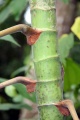 Thumbnail for version as of 17:51, 24 September 2008