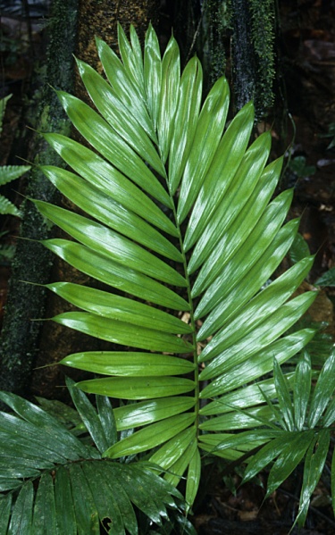 File:Prestoea decurrens.jpg